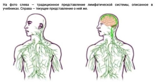 лимфатическая система головы