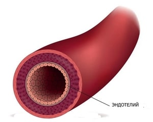слой эндотелия в кровеносном сосуде