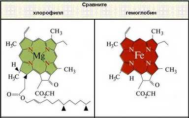 формула молекулы гемоглобина и хлорофилла