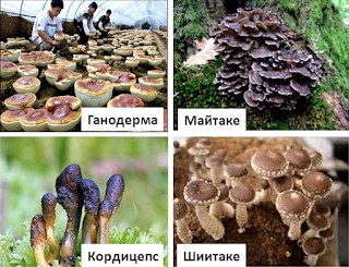 восточные грибы: ганодерма, кордицепс, 
майтаке, шиитаке