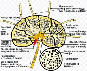строение лимфатического узла